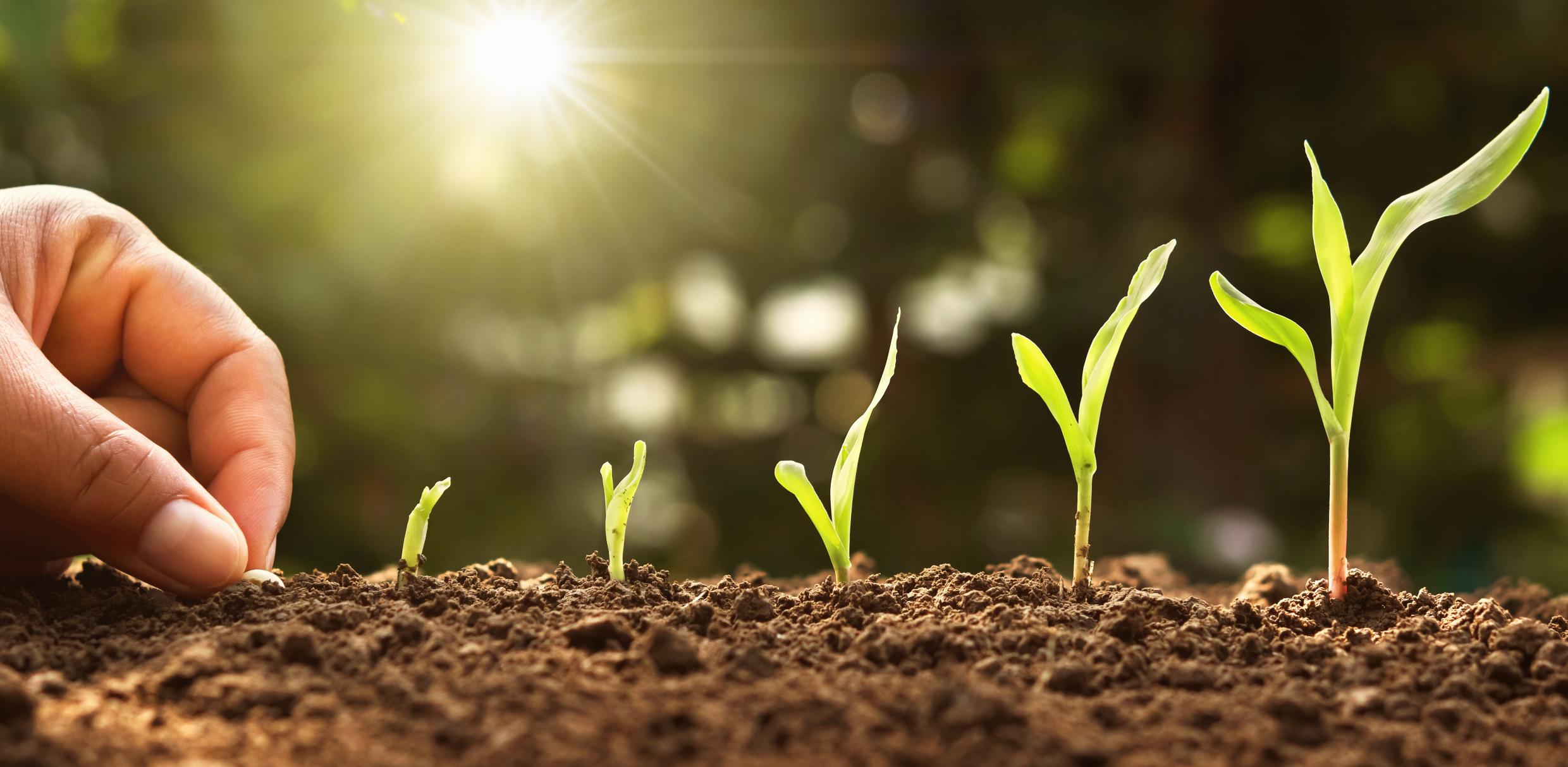 Soils and Soil Mixtures Hero Image