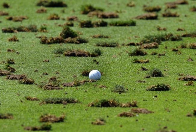 Divot Mix - Compost